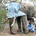 A jumbo task: Taking care of Agbo. Pix by Thisara Somarathna