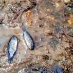 From video grab:  Fish dying in effluent- contaminated stream
