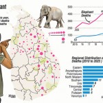 ElephantGraphic