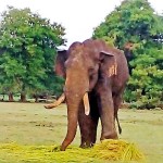 A treat for Agbo: Villagers had brought fresh vegetables last week to feed the elephant and below; Agbo's wounds being attended to