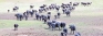 Karuwalagaswewa dairy farmers lament over drop in milk production