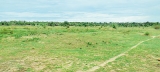 Cattle running out of grazing land in drought-hit areas