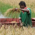 Opatha, Hiniduma: Farmers  say paddyland have been  destroyed by heavy rains. Pix by Ravindra Liyanage
