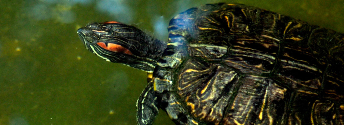 Abandoned exotic pets endanger native animals