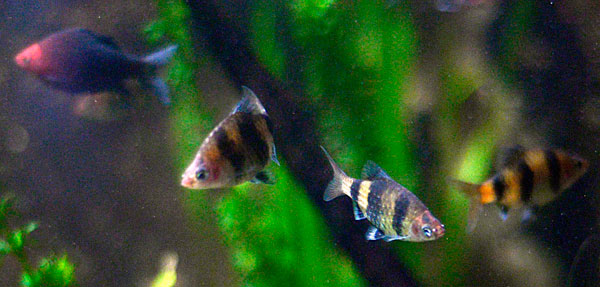 Black-ruby-barb-(3)_16-