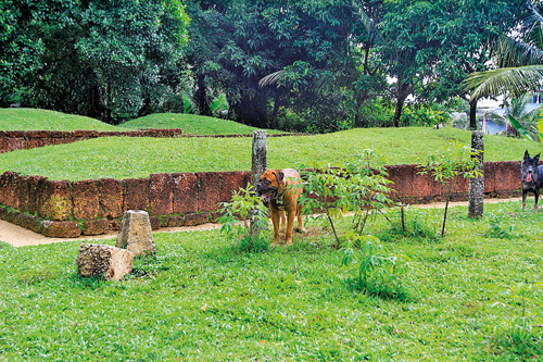 MG-5133---Alakeshwara-Tomb-where-neighbours-dogs-were-drying-off-after-a-bath-amidst-the-manioc-plants-put-up-by-the-State_P12
