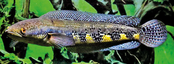 Sri-Lankan-giant-snakehead_16-