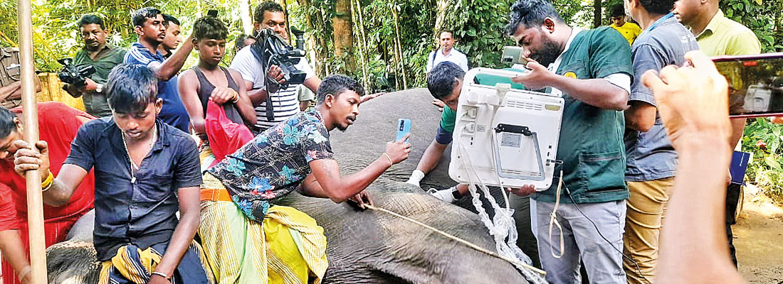Metal shrapnel detected in elephant shot in Mahiyanganaya