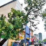 darley-road-colombo-10_2