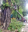 State bodies failing to check dangers of rotting trees in Colombo