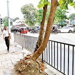 A tree photographed on Union Place in Colombo in January 2020 with its roots exposed and soil piled up near the trunk