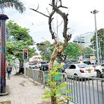 The tree is dead but water sprouts are coming out – photographed on Union Place in Colombo in January 2020
