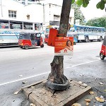 The paving around the tree is up to the trunk, while a tyre used to provide protection when the tree was young has not been removed. Photographed on Union Place in Colombo in January 2020