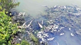 Dead fish in Mundalama tank