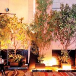 Colombo - Repurposed: Trees cut down and potted as decor