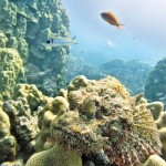 stinging-fish-1_P21