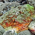 stinging-fish-_P21
