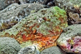 Do not panic, but be aware of stonefish when walking in shallow sea