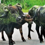 Moss covered: Buffaloes emerge from a dip