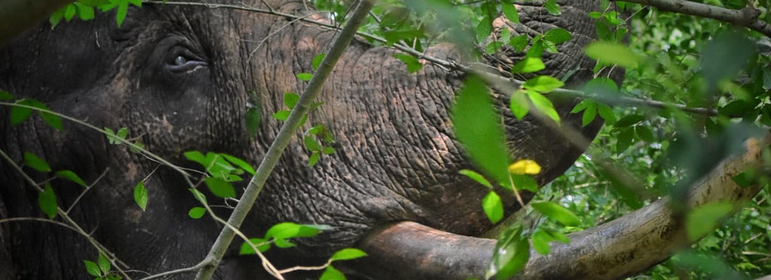 Wounded tusker roaming in villages to stay put in natural habitat