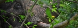 Wounded tusker roaming in villages to stay put in natural habitat