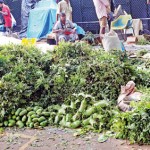 Pettah Leafy goodness: A seller waits by her heap of herbal leaf collection