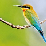 Blue-tailed bee-eater