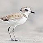 Mongolian Plover