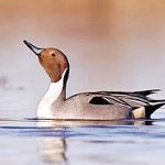 Pintail Duck