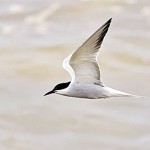 Common Tern