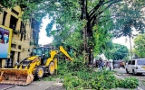 Colombo council to chop down  214 of 550 trees posing risks