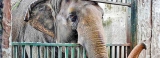 Mali’s suffering in Manila until death complicates elephant exchange