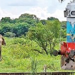 In addition to shooting, hakka patas and electrocution, 57 elephants have been killed in train collisions