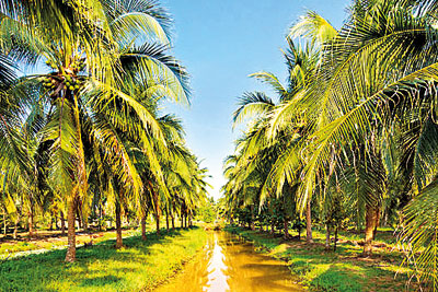 Coconut industry in a soup: Tree of life has become ‘lazy man’s crop’ in Sri Lanka