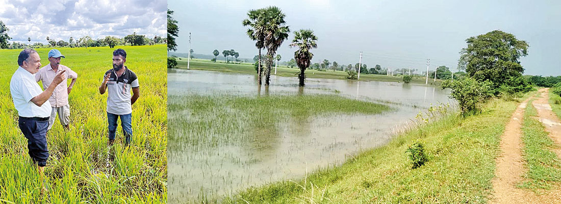 Paddy growers of the north troubled by pest infestations and flooding