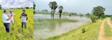 Paddy growers of the north troubled by pest infestations and flooding