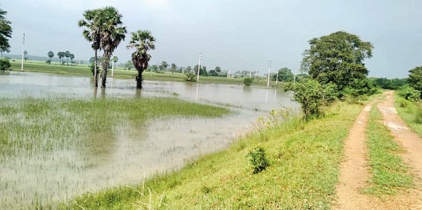 Farm-in-Kilinochchi