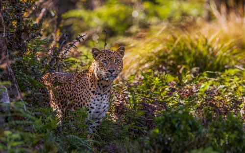 HPF04---(-Horton-Plains-Female-No-04-)