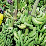 Peliyagoda Bug spray: A banana salesman sprays liquid  on the fruits