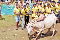 Controversial Pongal bull sport comes to Trinco