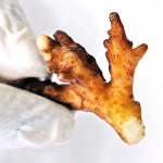 Replanting coral fragments using specific putty