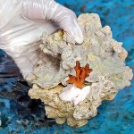 Coral fragment collected near shore  Pix by M A Pushpa Kumara
