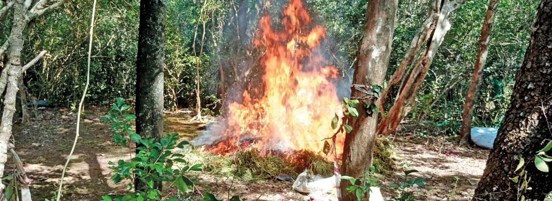 Army destroys three-acre cannabis cultivation in the heart of Yala park