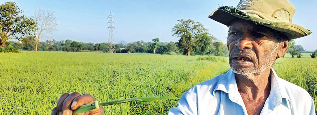 Paddy cultivation hit by invasive worm, farmers call for assistance