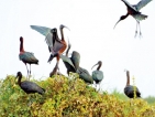Glossy Ibis: Jewel of Jaffna
