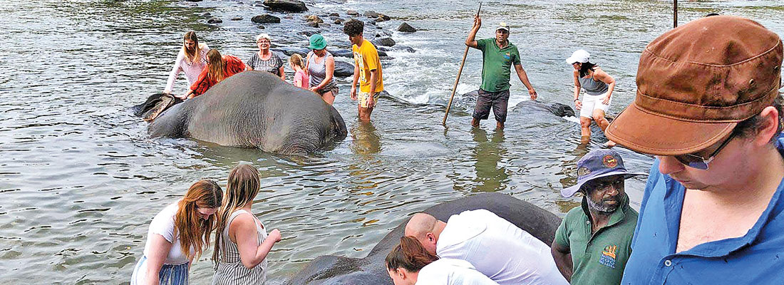 They come to feed the jumbos and watch them bathe