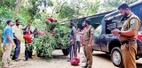 Stealing trees from Sigiriya