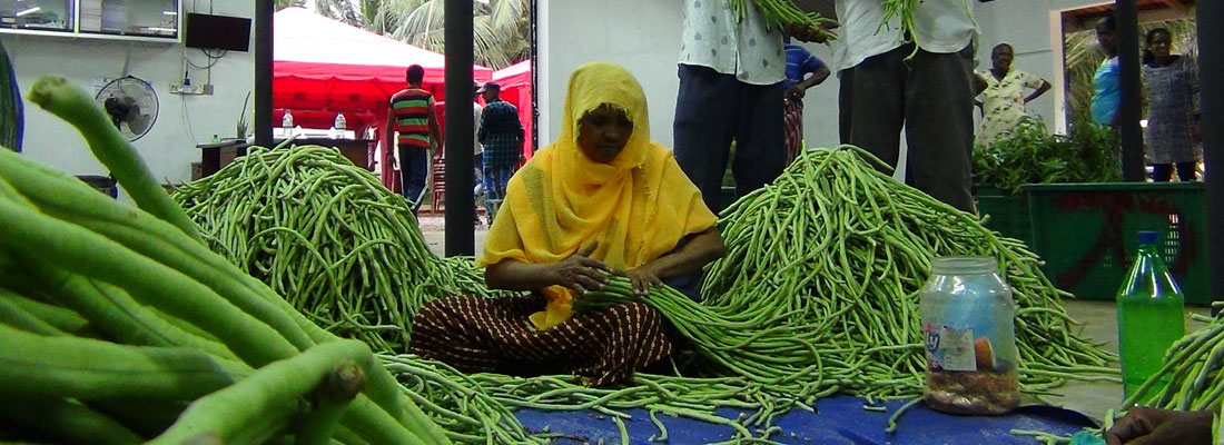 Japan’s green-energy boost for Puttalam farmers; Project seeks to enhance food and energy security