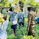 Sons of the earth: Inmates reap what they sow