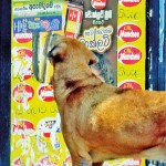 Thimbirigasyaya: Just checking